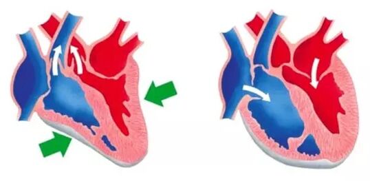 Blutforde normalizes heart and blood vessel function